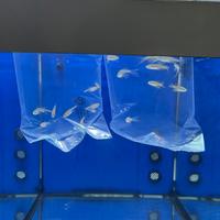 Pesci da branco, neon, danio, Corydoras, ancistrus