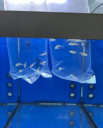 Pesci da branco, neon, danio, Corydoras, ancistrus