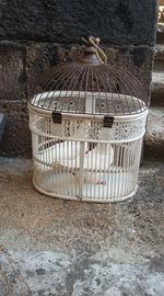 Piccioni viaggiatori bianchi adulti