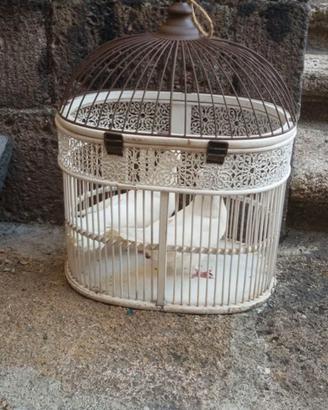 Piccioni viaggiatori bianchi adulti