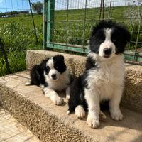 Border collie