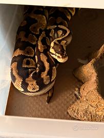 Pitone reale pastel yellow belly het clown femmina