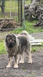 Maschio adulto per monta