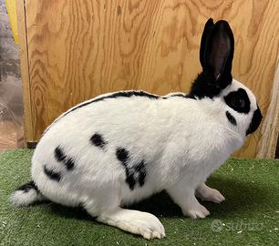 Conigli di Razza
