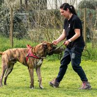 Addestramento cani
