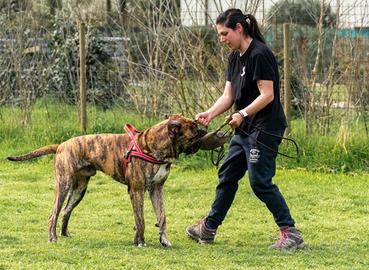 Addestramento cani