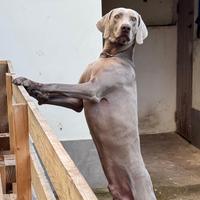 Weimaraner - stagione di monta 2026
