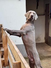 Weimaraner - stagione di monta 2026
