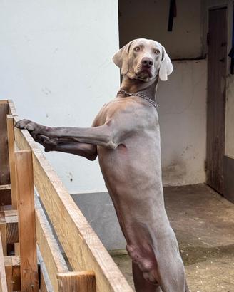 Weimaraner - stagione di monta 2026