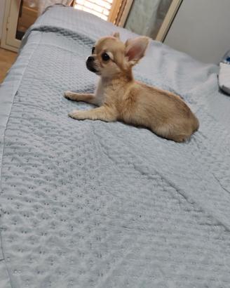 Chihuahua