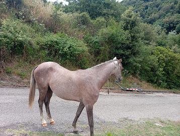 Puledro 2 anni