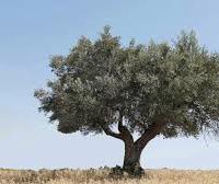 alberi ulivo