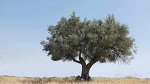 alberi ulivo