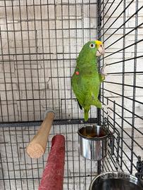 Pappagallo Amazone