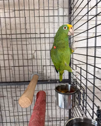 Pappagallo Amazone