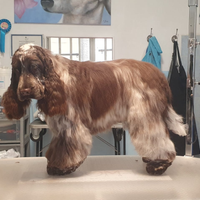 Cocker Spaniel Inglese disponibile per monte