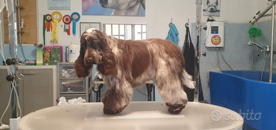 Cocker Spaniel Inglese disponibile per monte