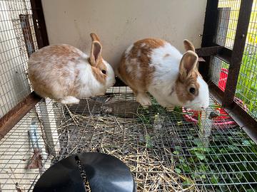 Conigli, Incroci Papillon, Lepre Belga, Fiandre