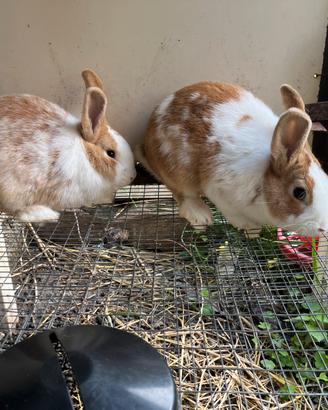 Conigli, Incroci Papillon, Lepre Belga, Fiandre
