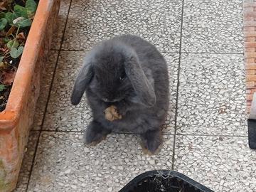 Coniglietti ariete nani fuzzylop