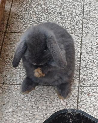 Coniglietti ariete nani fuzzylop