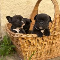 Bouledogue Francese