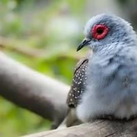 Tortora diamantina maschio