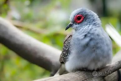 Tortora diamantina maschio