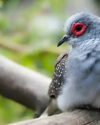 Tortora diamantina maschio