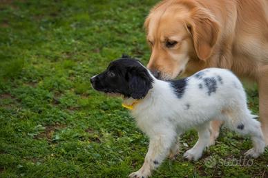 Cucciola femmina due mesi