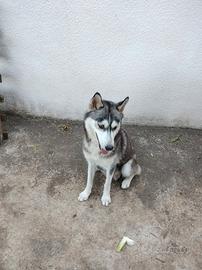 S. Husky Splendidi cuccioli