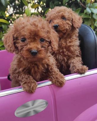 Cuccioli Barboncino Red