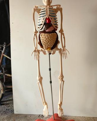 CORPO UMANO RBA 