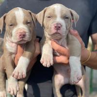 Cuccioli di pitbull ukc