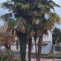 Palme