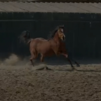 Cavalla Araba 9 anni