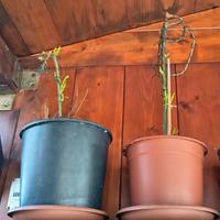 PIANTINA SALIS BABILONIKA salice piangente