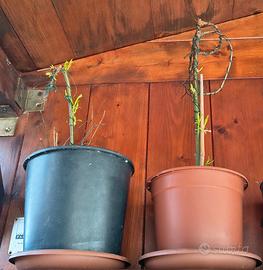 PIANTINA SALIS BABILONIKA salice piangente