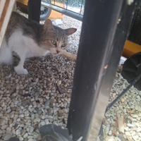 Gattini