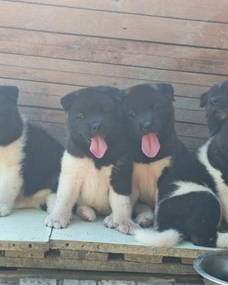 Akita americano