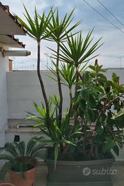 Yucca Gigante Adulta 200 cm da Esterno – 3 Fusti