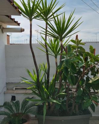 Yucca Gigante Adulta 200 cm da Esterno – 3 Fusti