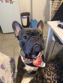 Bulldog francese Rio maschio per monta