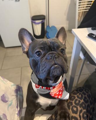 Bulldog francese Rio maschio per monta