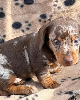 Bassotto tedesco kaninchen e nano