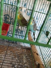 Coppia cocorite