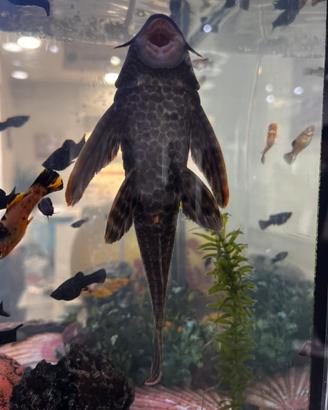 Pesce