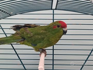 Kakariki Ancestrali