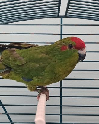 Kakariki Ancestrali