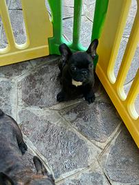 Cuccioli di Bulldog francese Bringe'